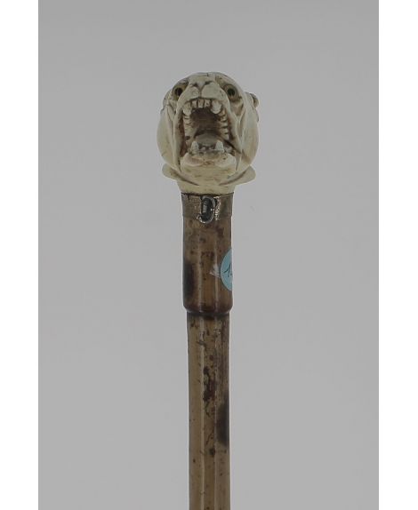 Bulldog ivory handle, rattan shaft