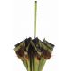 Sun umbrella with green feather. Ebony wood shaft. Handle covered with Ostrich